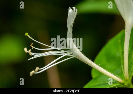 Una singola fioritura di una Honeysuckle giapponese (Lonicera japonica). Raleigh, Carolina del Nord. Foto Stock