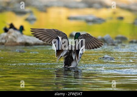 Vista posteriore di un'anatra Mallard, Mallard Drake, che si allarga le ali Foto Stock