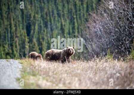 Madre e cucciolo grizzly orso visto in natura durante la primavera con sfondo boreale foresta, mangiare con cappotto biondo colorato, pelliccia. Foto Stock
