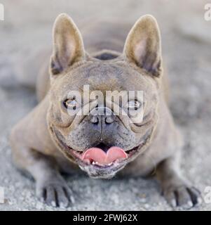 2-years-Old Blue Brindle Bulldog francese Puppy femmina giacente su ghiaia e pappagallo. Parco per cani fuori dal guinzaglio nel nord della California. Foto Stock