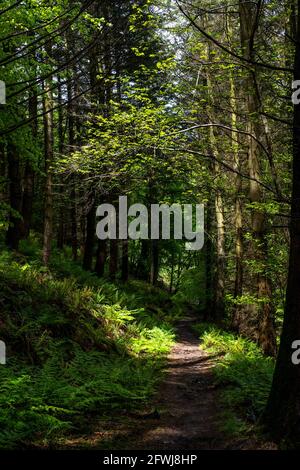 Bixslade Geology Walk. Foresta di Dean. Foto Stock