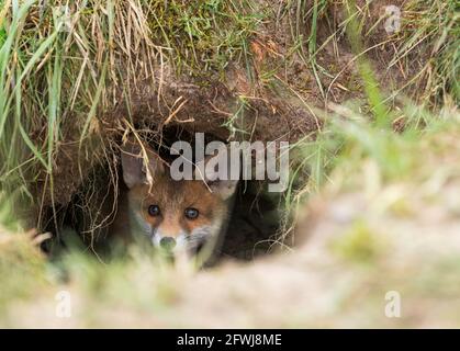 Un cucciolo di volpe guarda curiosamente fuori dal foro della volpe Foto Stock