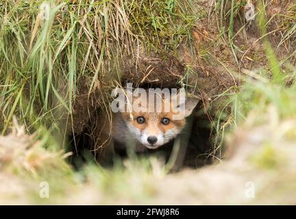 Un cucciolo di volpe fuoriesce con cautela dal foro della volpe Foto Stock