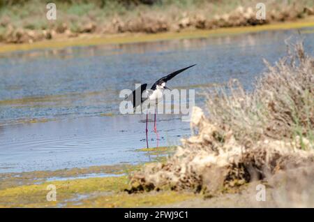 Palafitte alate nere prendere il volo dall'acqua Foto Stock