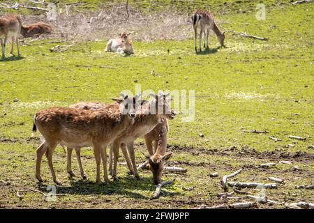 Gruppo di daini su erba verde nella riserva di caccia. Foto Stock