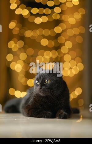 Black Bombay PET Cat Feral Yellow Bokeh sfondo luci Foto Stock