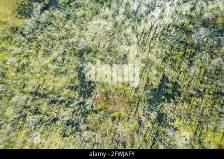 palude o palude con alberi caduti. vista aerea dall'alto dal drone volante Foto Stock