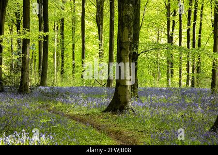 Percorso che attraversa il Bluebells selvaggio - Hyacinthoides non scripta a West Woods Bluebell wood, Marlborough, Wiltshire, Inghilterra, Regno Unito Foto Stock