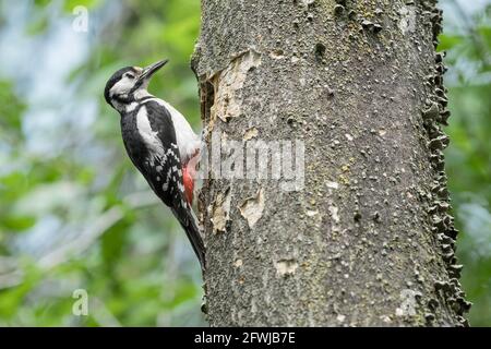 Relax tempo per la grande picchio macchiato femmina su nido (Dendrocopos Major) Foto Stock