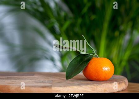 Clementina dolce con foglie di fronte alla palma di areca Foto Stock