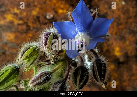 Fiore di Borage blu su sfondo arrugginito decaduto. Studio Macro Foto. Foto Stock