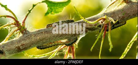 Tenda caterpillars insetto di peste Foto Stock