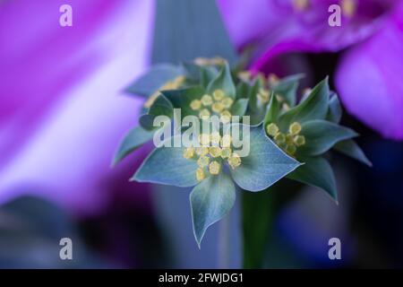 Macro vista astratta dell'arte dell'orecchio del piccolo Hound bello (Bupleurum rotundifolium) fiori in un arrangiamento fiorista con uno sfondo colorato sfocato Foto Stock