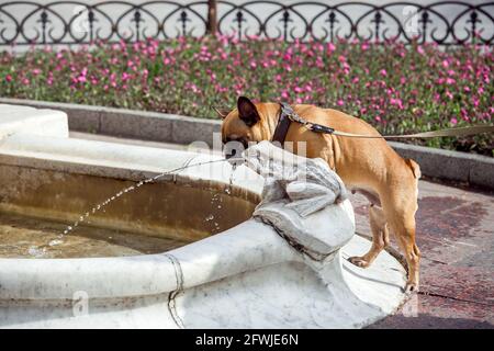 cane bulldog francese guardando sul flusso d'acqua da una fontana con una statua di pietra di un rospo in un paesaggio urbano vicino a un letto di fiori in una giornata estiva soleggiato, fu Foto Stock