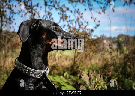 Dobermann Foto Stock