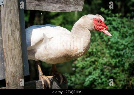 Anatra moscovica bianca (Cairina moschata) Foto Stock