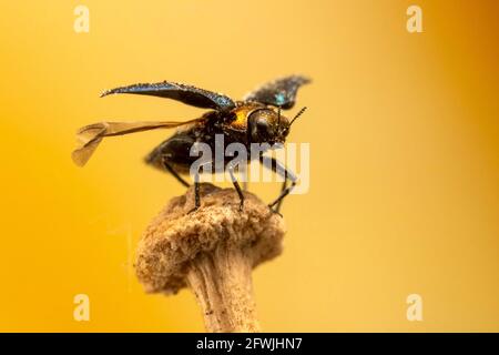 Il piccolo e lucido scarabeo apre le ali per il volo Foto Stock