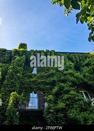 Facciata di una casa circondata da verde, edera e viti che coprono una casa. Milano, giardino botanico di Brera. Italia. Balcone e finestre Foto Stock