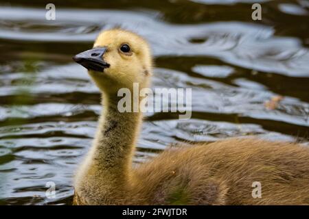 Baby giallo Canada Goose gosling, Branta canadensis, nuotare nel canale e guardare la macchina fotografica Foto Stock