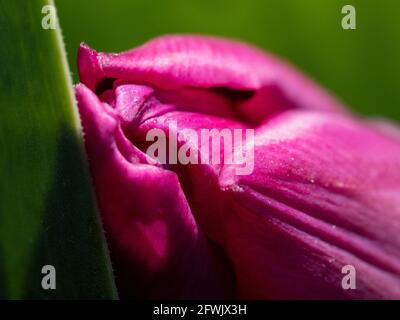 Macro dettaglio di gocce disegnate sulla parte superiore di un gemma di tulipani 'Bandiera Viola' che iniziano a crescere. Foto Stock