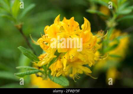 Rhododendron luteum, giallo nido d'ape azalea primavera fiori closeup fuoco selctive Foto Stock