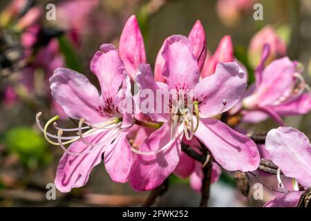 Rhododendron vaseyi una pianta arbusto fiorente di primavera con un fiore rosa primavera comunemente noto come Pinkshell azalea, foto d'azione Foto Stock