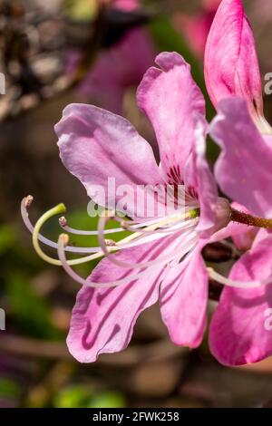 Rhododendron vaseyi una pianta arbusto fiorente di primavera con un fiore rosa primavera comunemente noto come Pinkshell azalea, foto d'azione Foto Stock