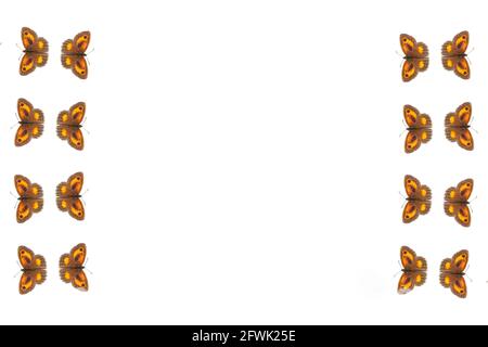 Gatekeeper Butterfly cornice sfondo (Pironia tithonus) Comunemente noto come Hedge Brown tagliato e isolato su uno sfondo bianco con spazio per la copia Foto Stock