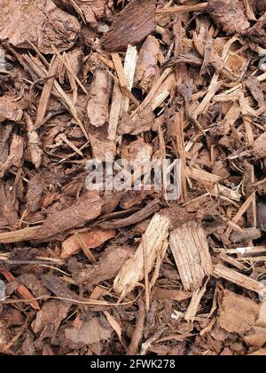 Schegge di corteccia di chip di legno che sono state frantumate per l'uso come un pacciame da giardino dall'industria del legname che può sia usato come backgro astratto di tessitura Foto Stock