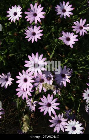 Margherite dentellare Foto Stock