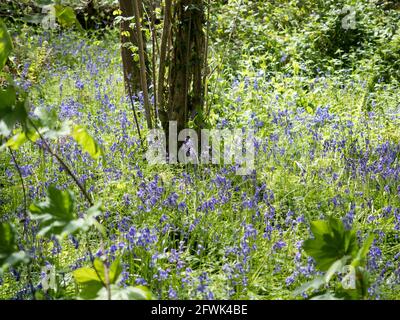 Una vista della malva inglese viola Bluebells contrasto con verde ai piedi dell'albero con la luce del sole opacizzata attraverso il primo piano rami e foglie Foto Stock