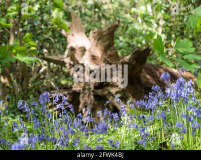 un albero caduto e le radici esposte fuori fuoco bokeh sfondo Dietro l'inglese viola malva Blubells viola in primo piano con zampillato luce solare Foto Stock