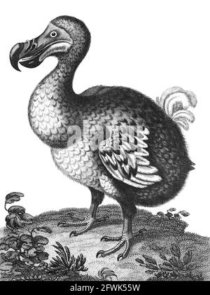 Didus il Dodo Hooded [il Dodo (Raphus cucullatus) è un uccello estinto senza luce che era endemico all'isola di Mauritius, ad est del Madagascar nell'Oceano Indiano. Il parente genetico più vicino del dodo era anche il Rodrigues solitario estinto, i due che formano la sottofamiglia Raphinae della famiglia dei piccioni e delle colombe]. Incisione su copperplate dell'Enciclopedia Londinensis OR, dizionario universale delle arti, delle scienze e della letteratura; Volume V; a cura di Wilkes, Giovanni. Pubblicato a Londra nel 1810 Foto Stock