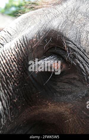 Occhio di un elefante con lunghe ciglia Foto Stock