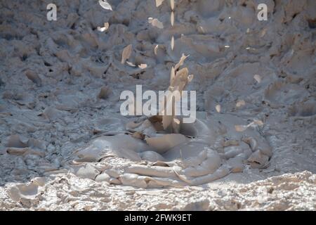 Nord America, Wyoming, Parco Nazionale di Yellowstone, Paintpots degli artisti. Bollente pentole di fango caldo. Foto Stock