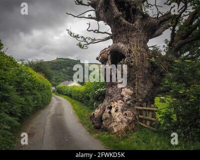 Old Oak Tree, Galles occidentale Foto Stock