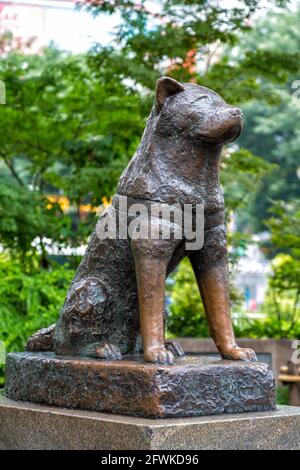 Tokyo, Giappone - 21 giugno 2016: Statua di Hachiko a Shibuya, omaggio al fedele cane Akita che aspettava alla Stazione di Shibuya ogni giorno per il suo padrone, anche Foto Stock