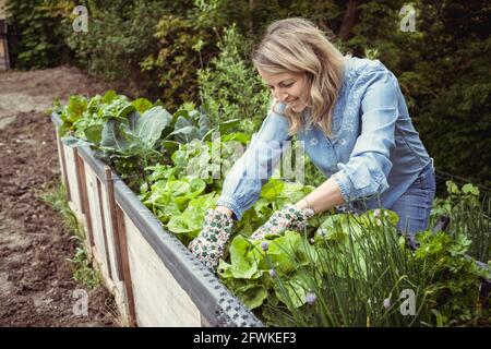 bella giovane donna bionda con camicia blu e guanti con il motivo del fiore prende la cura della lattuga nel letto rialzato dentro giardino ed è felice Foto Stock