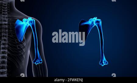 anatomia dello scheletro umano maschile. illustrazione 3d. Foto Stock