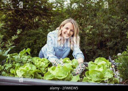 bella giovane donna bionda con camicia blu e guanti con il motivo del fiore prende la cura della lattuga nel letto rialzato dentro giardino ed è felice Foto Stock