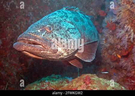 Gant Potato Grouper: Uscendo dal suo strato sottomarino per esplorare nelle magnifiche Isole Andamane. Foto Stock