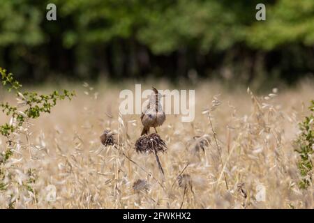 Uccello di lark crestato che riposa sui rami dell'albero Foto Stock