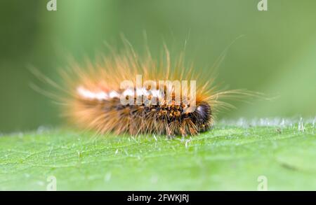 Coda marrone Moth Caterpillar, Euproctis crisorrhoea, che si nutre su una foglia mostrando Irritating Brown capelli UK Foto Stock