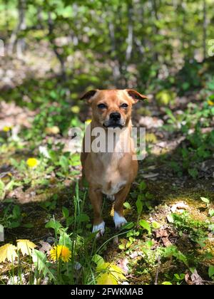 Chiweenie, un chihuahua e dachshund mescolano il cane all'aperto tra l'erba e i dandelioni durante la primavera Foto Stock