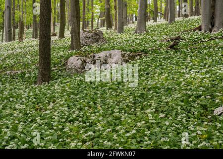 Quercia foresta piena di fiore aglio orso con rocce in il centro Foto Stock