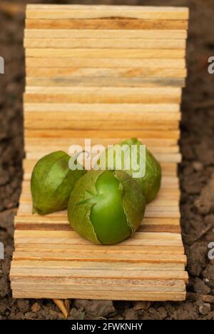 Tomatillos verde su un piccolo display in legno. Pomodoro di buccia messicano. Physalis ixocarpa Foto Stock