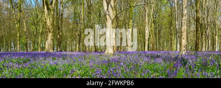 Una panoramica di un tappeto di Bluebells (Hyacinthoides non-scripta) che copre un pavimento di bosco in primo piano con alberi sullo sfondo, Inghilterra, Regno Unito Foto Stock