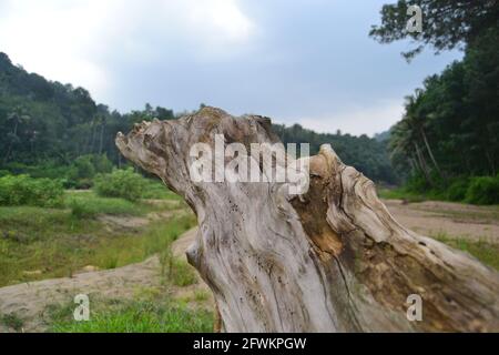 Un albero secco giù nel fiume Pampa dopo l'alluvione del Kerala Foto Stock