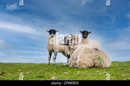 Tempo di lambing nelle valli dello Yorkshire. Una pecora Swaledale in primavera con i suoi due giovani agnelli gemelli in piedi accanto a lei. North Yorkshire, Regno Unito Foto Stock