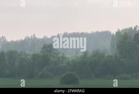 Scenario di alberi durante la pioggia. Casa in lontananza con una foresta dietro di esso. In primo piano un grande cespuglio nel mezzo di un campo. Foto Stock